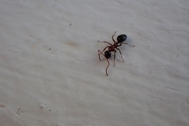 Camponotus dalmaticus photo 49