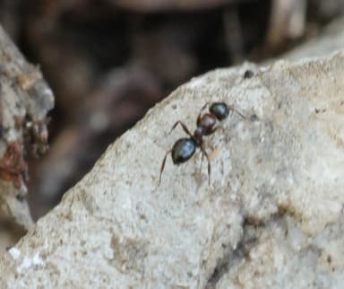Camponotus dalmaticus photo 50