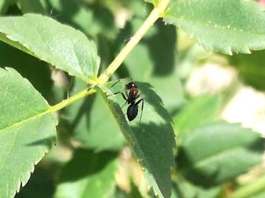 Camponotus dalmaticus photo 51