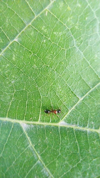 Camponotus dalmaticus photo 52