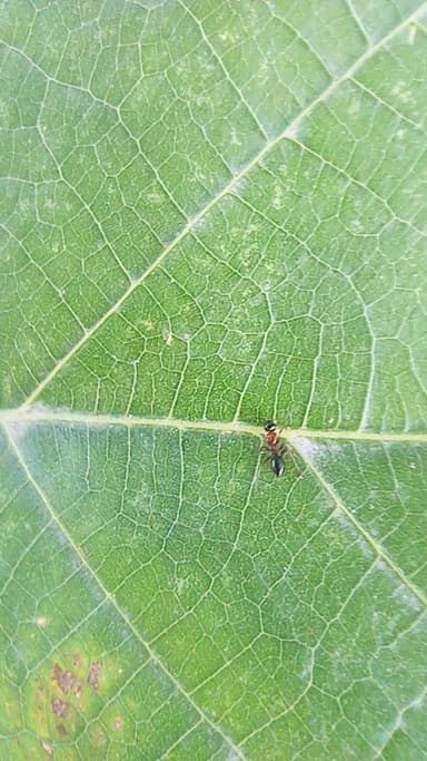 Camponotus dalmaticus photo 53
