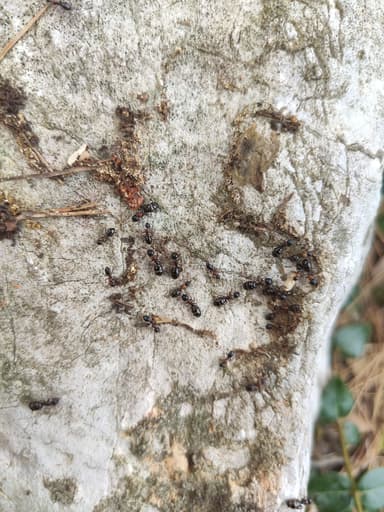 Camponotus dalmaticus photo 54