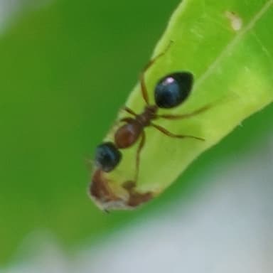 Camponotus dalmaticus photo 57