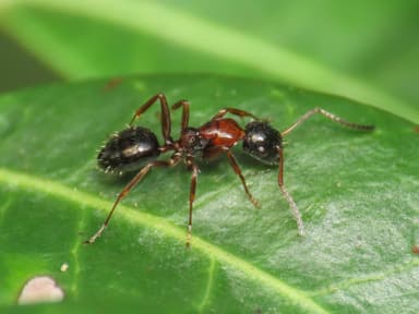 Camponotus dalmaticus photo 58