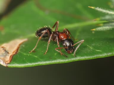 Camponotus dalmaticus photo 59