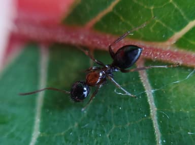Camponotus dalmaticus photo 60