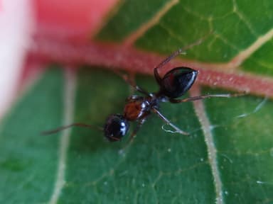 Camponotus dalmaticus photo 61