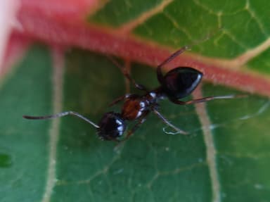 Camponotus dalmaticus photo 62