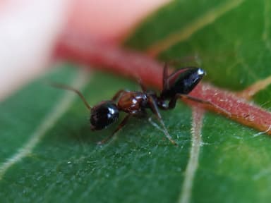 Camponotus dalmaticus photo 63