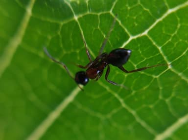 Camponotus dalmaticus photo 64