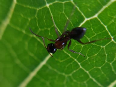 Camponotus dalmaticus photo 65