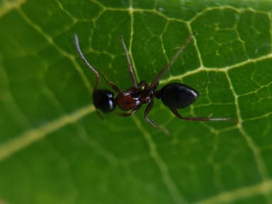 Camponotus dalmaticus photo 66
