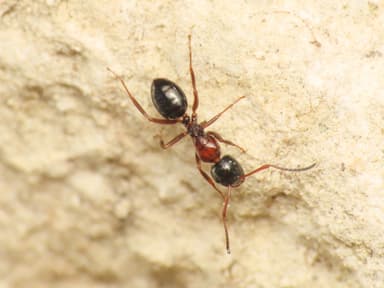 Camponotus dalmaticus photo 67
