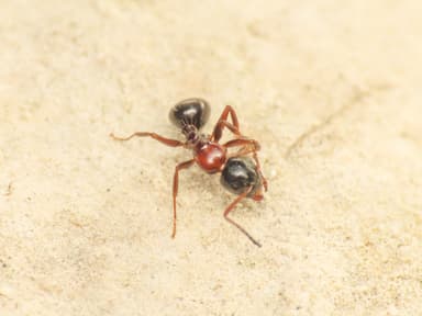 Camponotus dalmaticus photo 69
