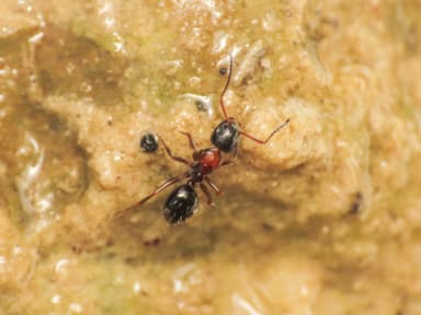 Camponotus dalmaticus photo 70