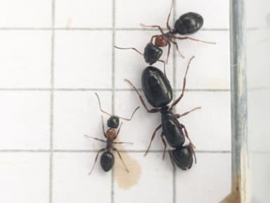 Camponotus dalmaticus photo 72
