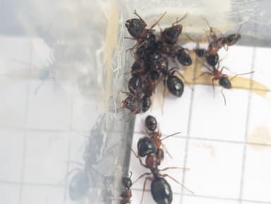 Camponotus dalmaticus photo 73