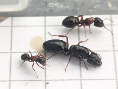 Camponotus dalmaticus photo 74