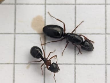 Camponotus dalmaticus photo 75