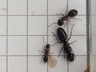 Camponotus dalmaticus photo 77