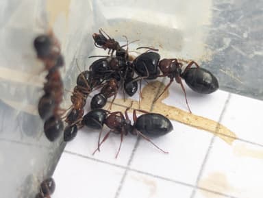 Camponotus dalmaticus photo 78