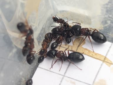 Camponotus dalmaticus photo 79