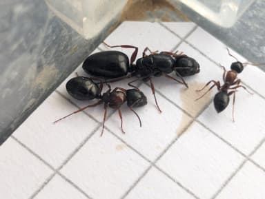 Camponotus dalmaticus photo 80