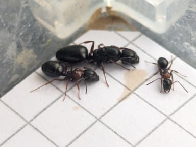 Camponotus dalmaticus photo 81