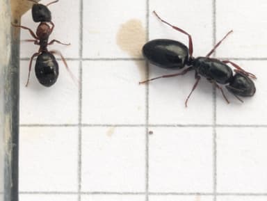 Camponotus dalmaticus photo 82