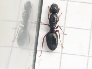 Camponotus dalmaticus photo 83