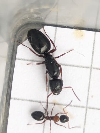 Camponotus dalmaticus photo 84