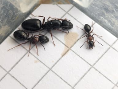 Camponotus dalmaticus photo 85