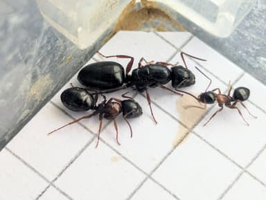 Camponotus dalmaticus photo 86