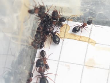 Camponotus dalmaticus photo 88