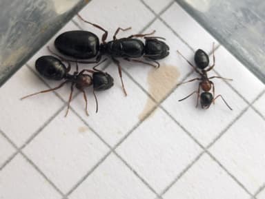 Camponotus dalmaticus photo 89