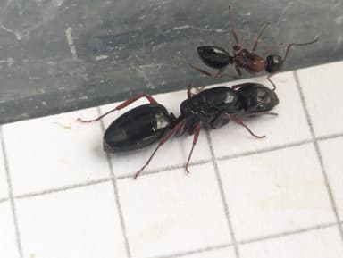 Camponotus dalmaticus photo 90