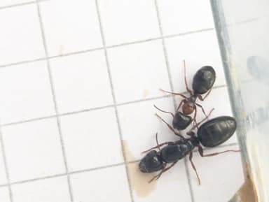 Camponotus dalmaticus photo 91