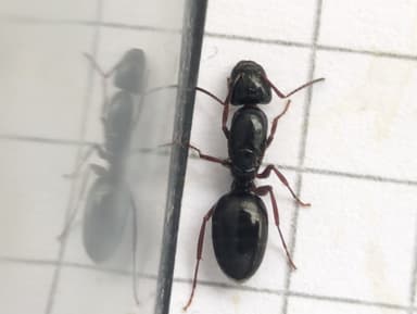 Camponotus dalmaticus photo 92