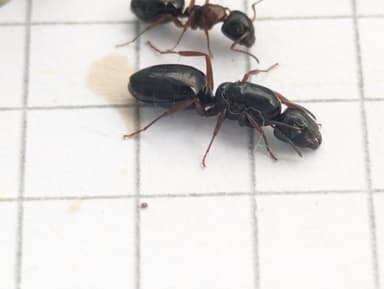 Camponotus dalmaticus photo 93