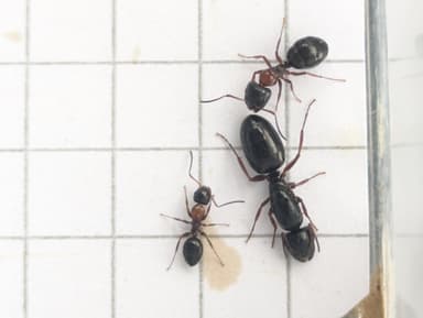 Camponotus dalmaticus photo 94
