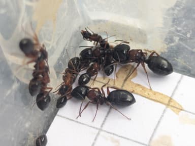 Camponotus dalmaticus photo 95