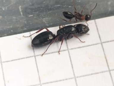 Camponotus dalmaticus photo 96