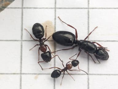 Camponotus dalmaticus photo 99