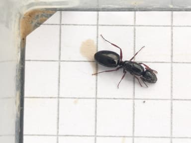 Camponotus dalmaticus photo 100