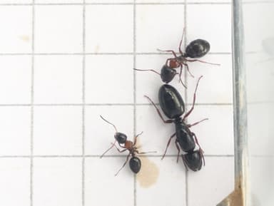 Camponotus dalmaticus photo 101