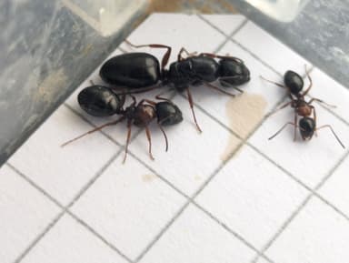 Camponotus dalmaticus photo 103