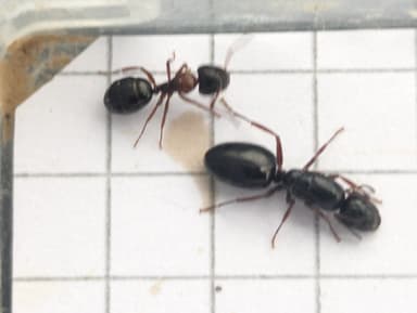 Camponotus dalmaticus photo 104