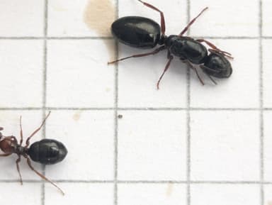Camponotus dalmaticus photo 105
