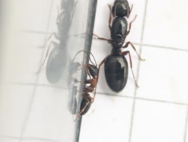 Camponotus dalmaticus photo 106
