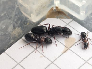 Camponotus dalmaticus photo 109